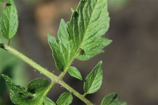 Click for large image